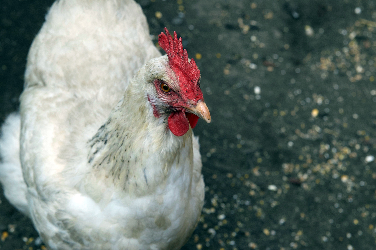 Baumhaus in Schwelm - ZeltzuHause